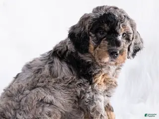 Goldendoodle dogs Cocoa - Ad 17