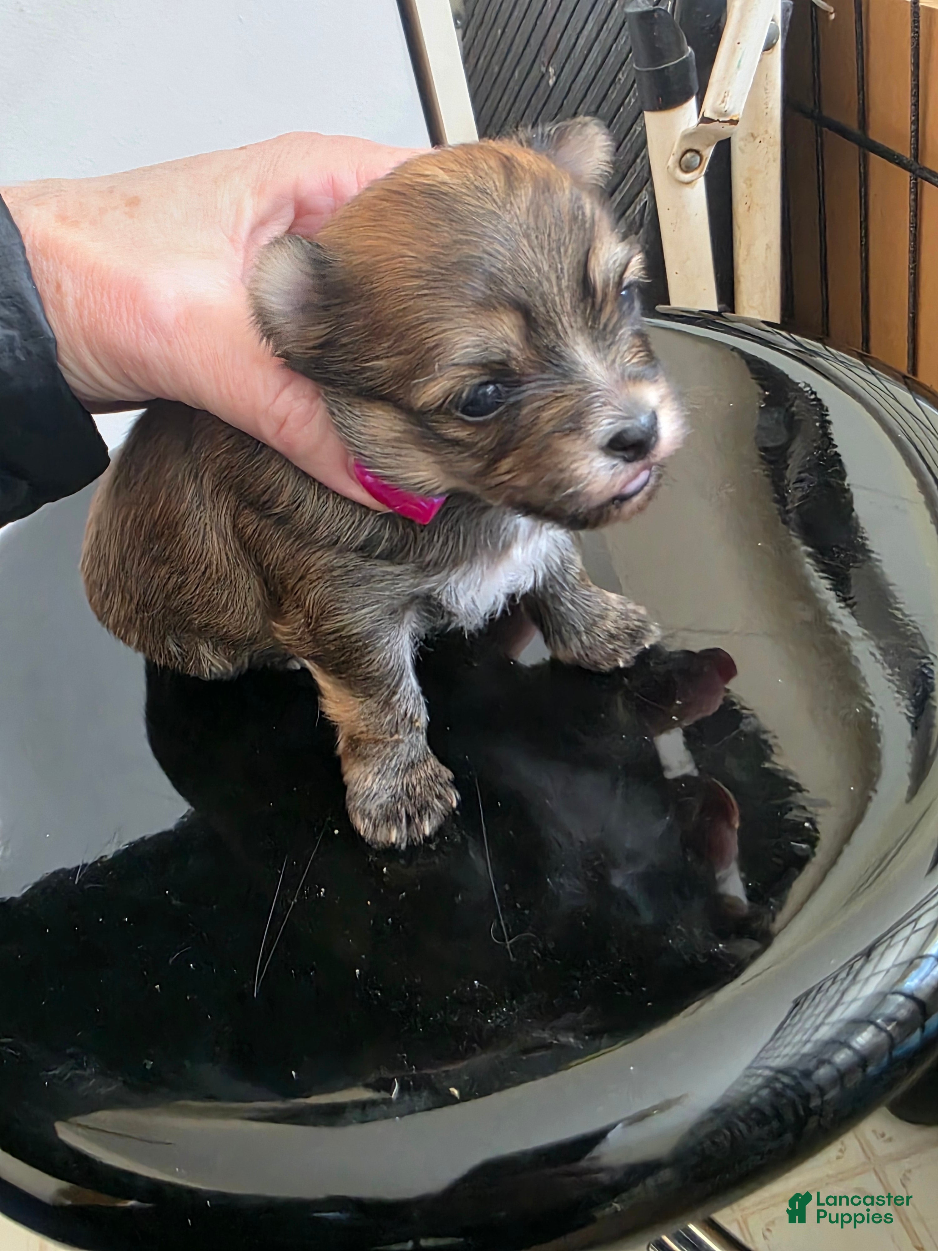 Morkie dogs Morkie Puppy 2 - Ad 2