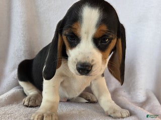 Beagle dogs Rusty - Ad 39
