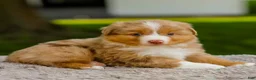 Miniature Australian Shepherd dogs for sale: Buddy - Ad 4