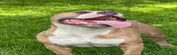 American Bully dogs for sale: sonya - Ad 4