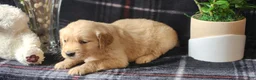 Golden Retriever dogs for sale: Lindsey - Ad 8