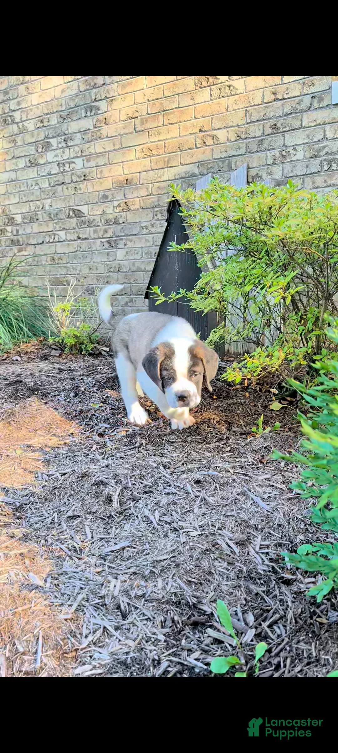 Saint Bernard dogs for sale: Bella - Ad 1