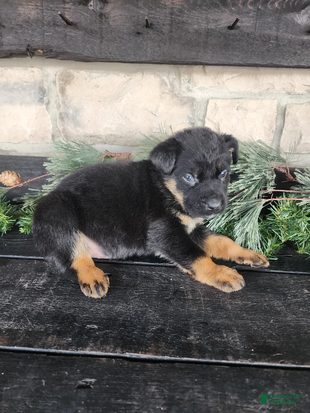 Mixed Breed dogs for sale: Riley - Ad 3