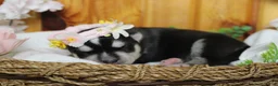 Siberian Husky dogs for sale: Kira  - Ad 3