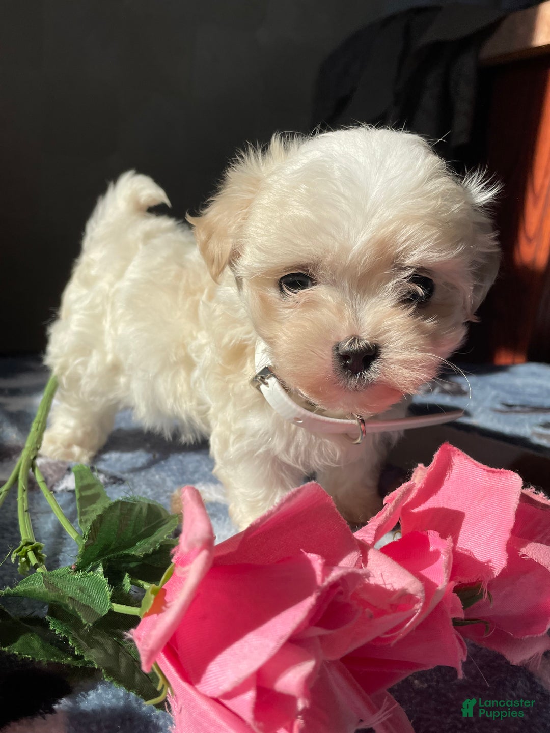 Maltese dogs for sale: Teddy - Ad 1
