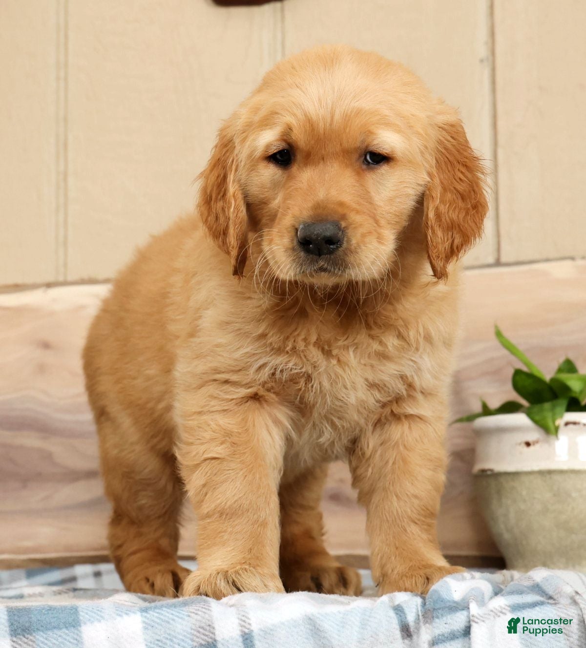 Golden Retriever dogs Ben - Ad 1