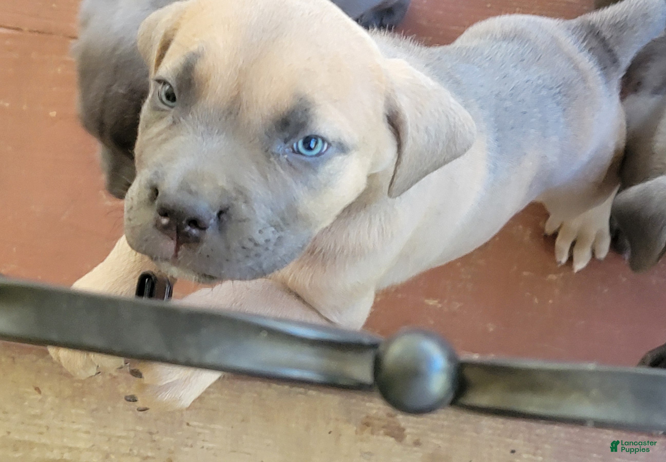 Cane Corso dogs for sale: Cane Corso 4 - Ad 2