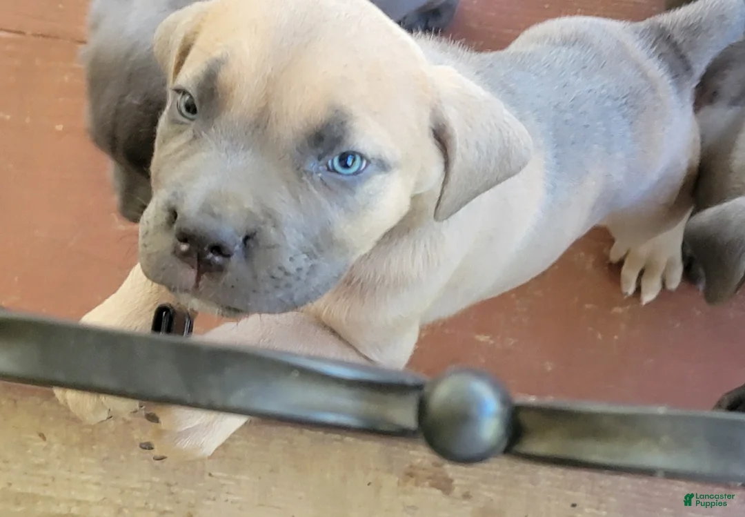 Cane Corso dogs for sale: Cane Corso 4 - Ad 2