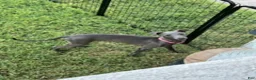 Italian Greyhound dogs for sale: Austin - Ad 8