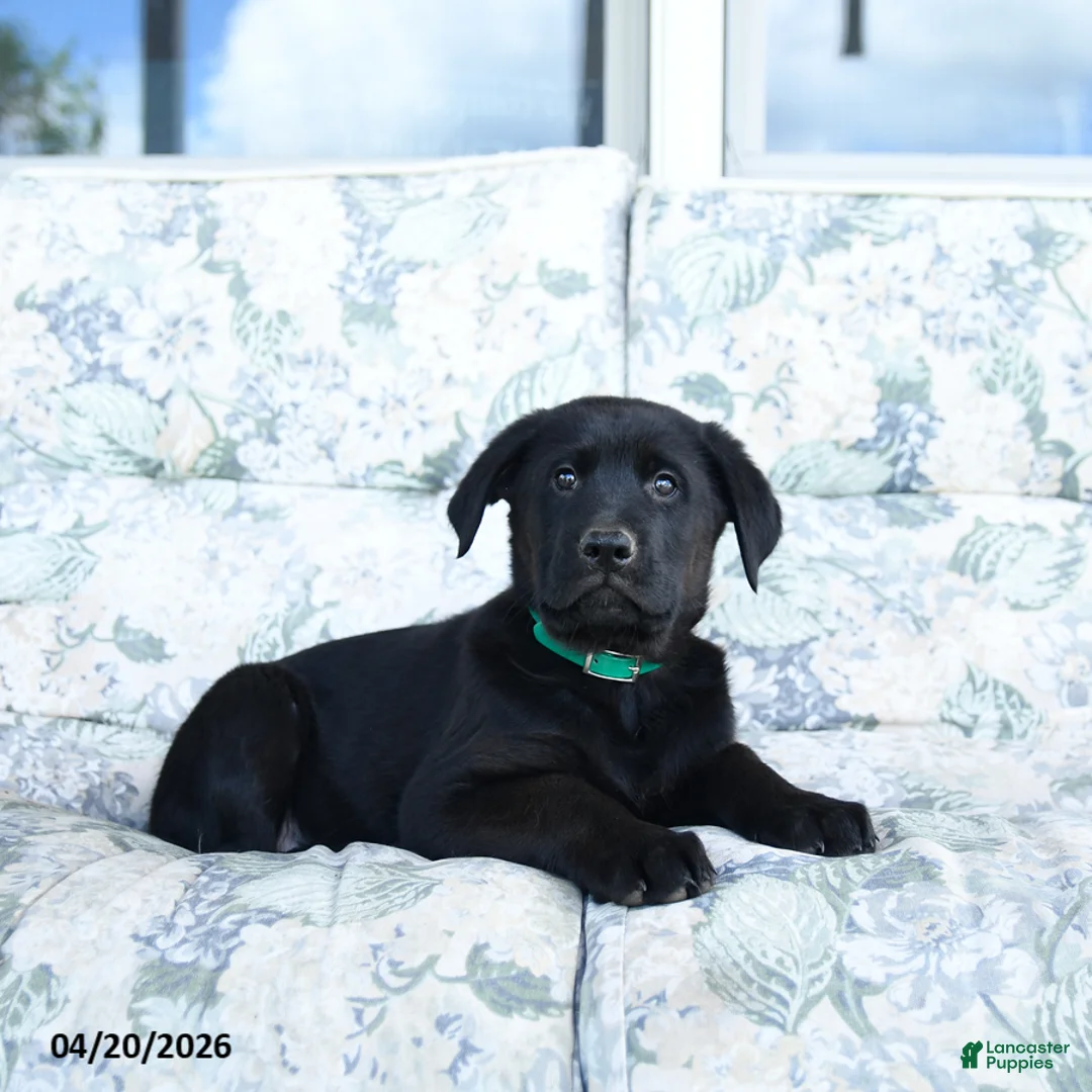 Mixed Breed dogs for sale: Laker - Ad 2