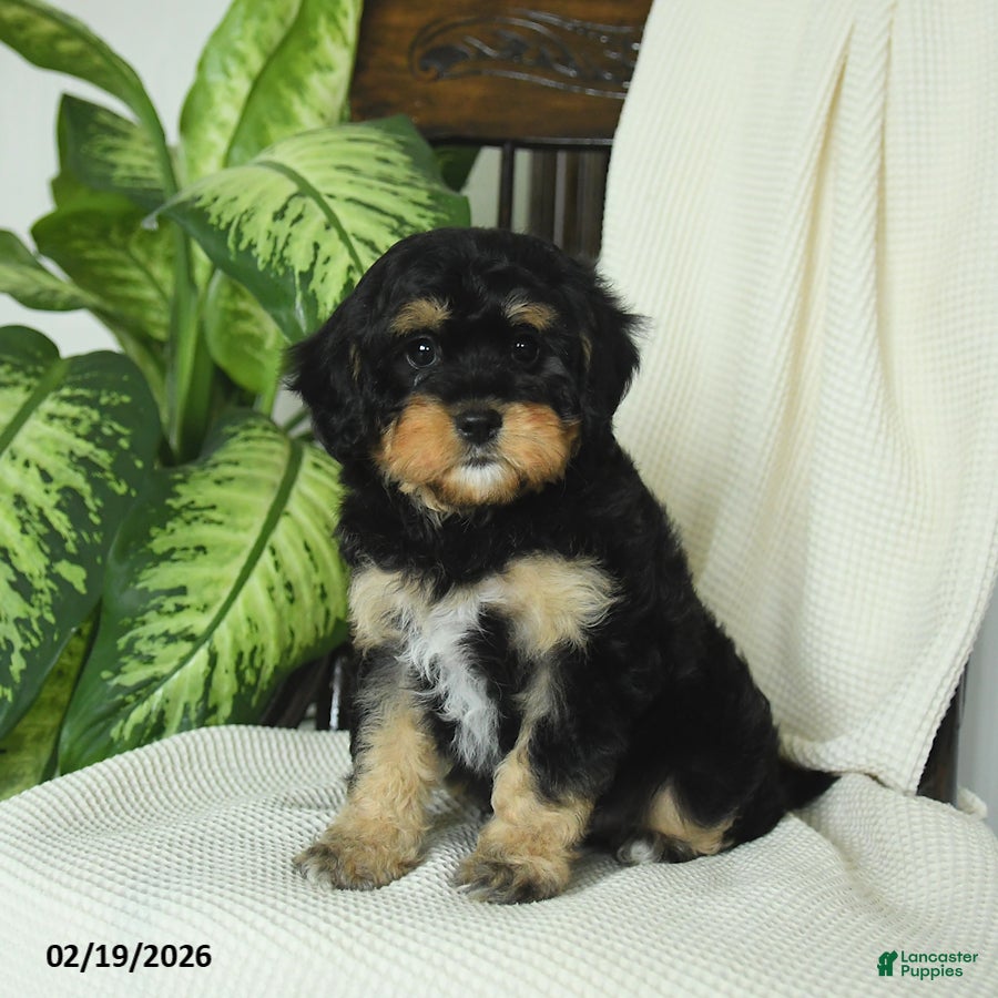 Cavapoo dogs River - Ad 2