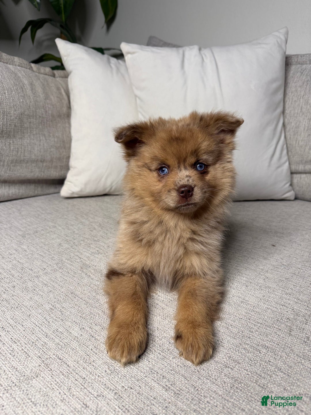 Pomsky dogs for sale: Remi - Ad 9