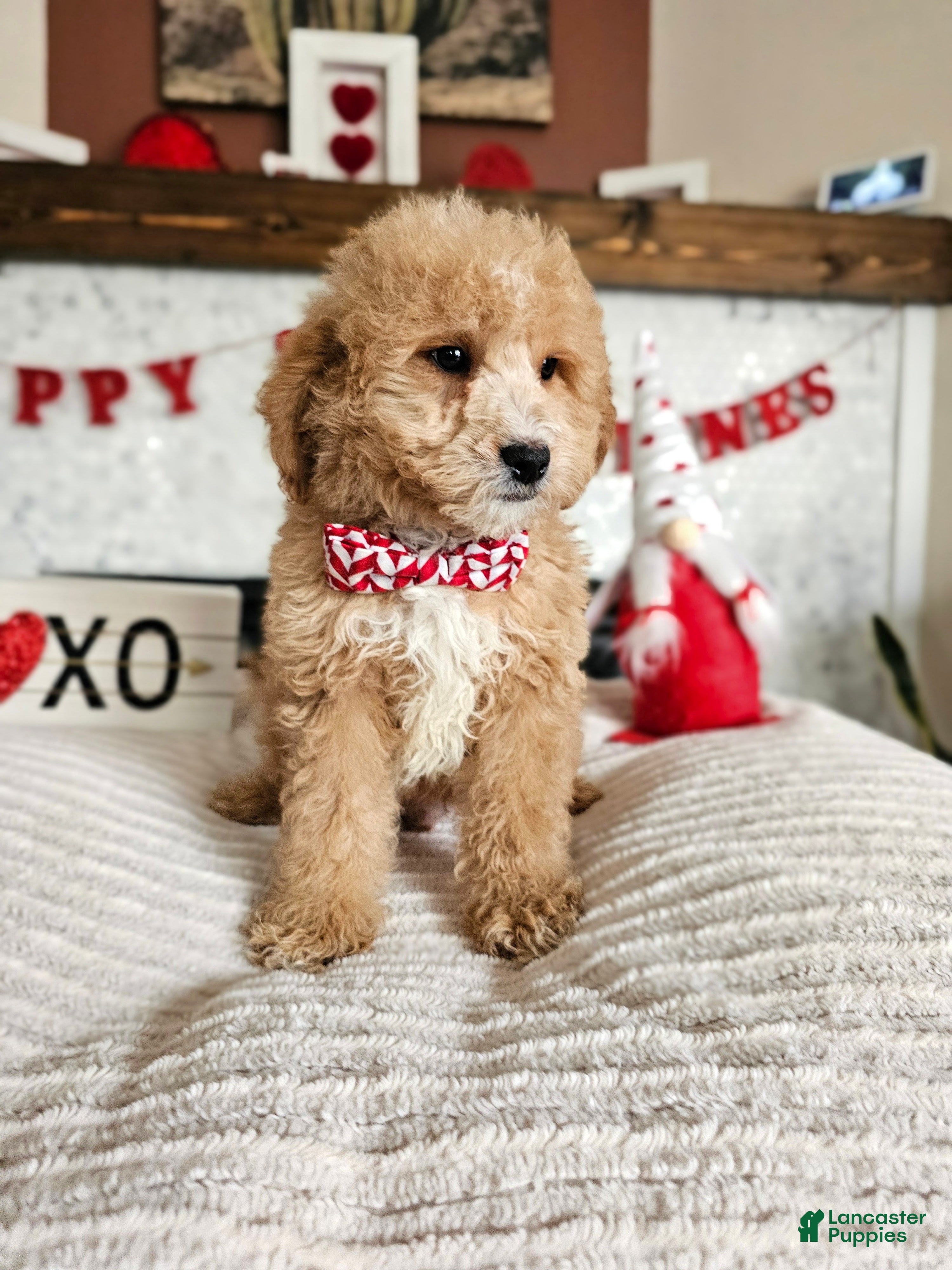 Mini Goldendoodle dogs Cupid - Ad 2