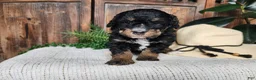 Mini Bernedoodle dogs for sale: Karly - Ad 10