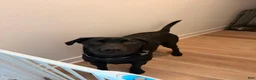 Labrador Retriever dogs for sale: Labrador Retriever  - Ad 1