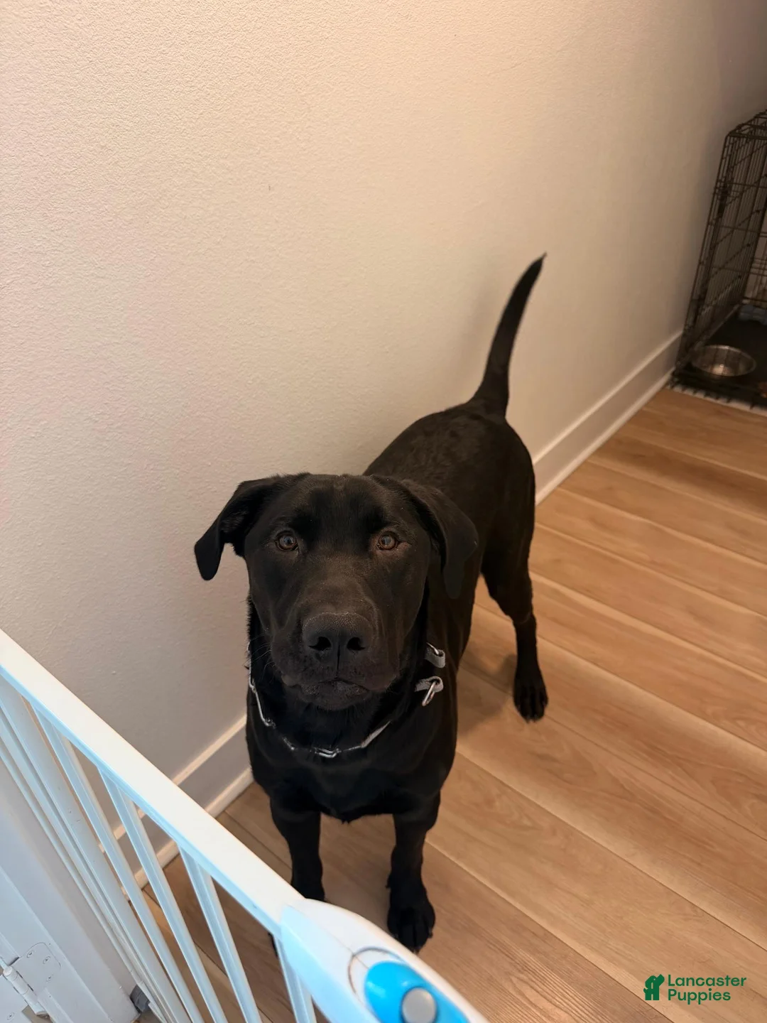 Labrador Retriever dogs for sale: Labrador Retriever  - Ad 1