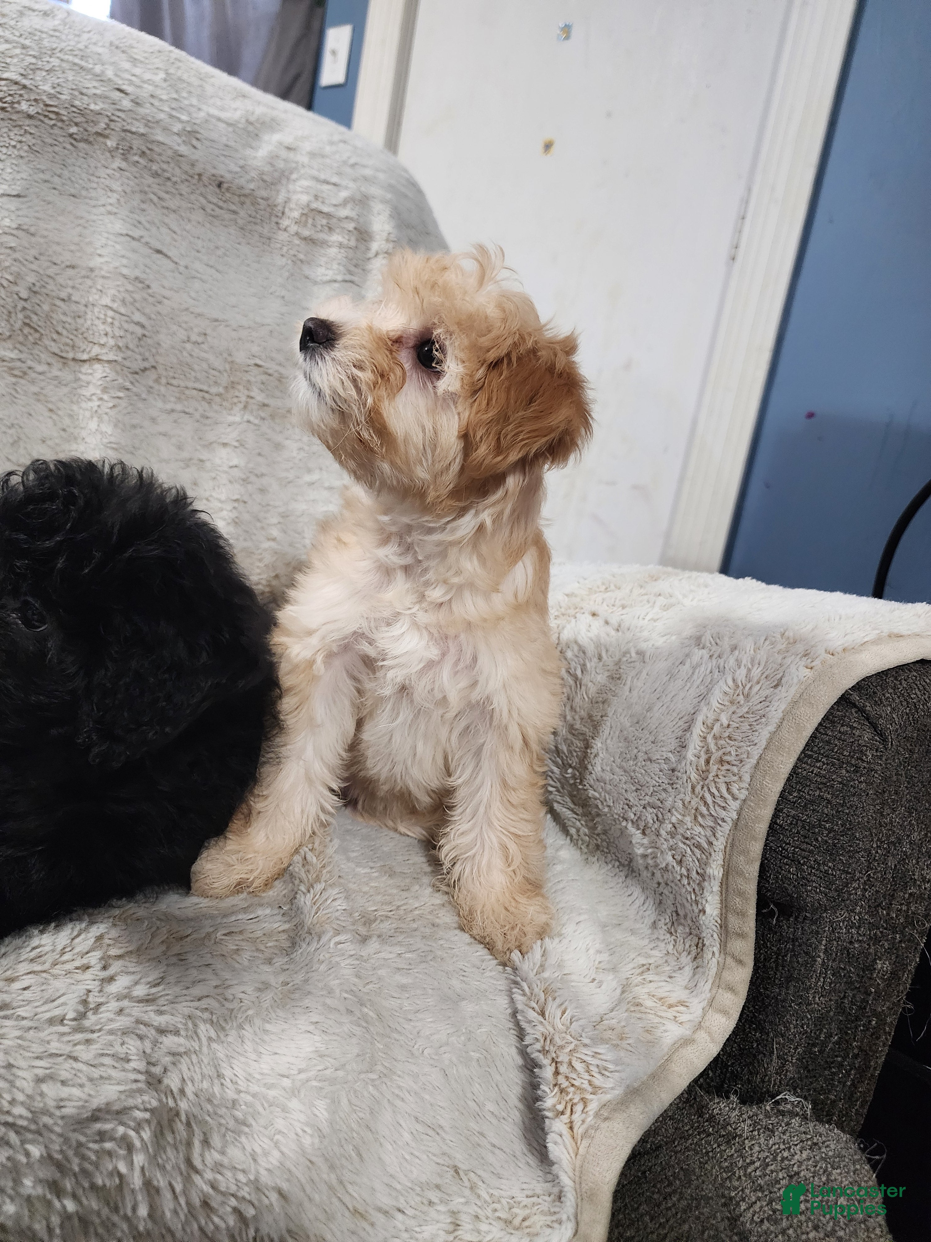 Pomapoo dogs Daisy - Ad 2