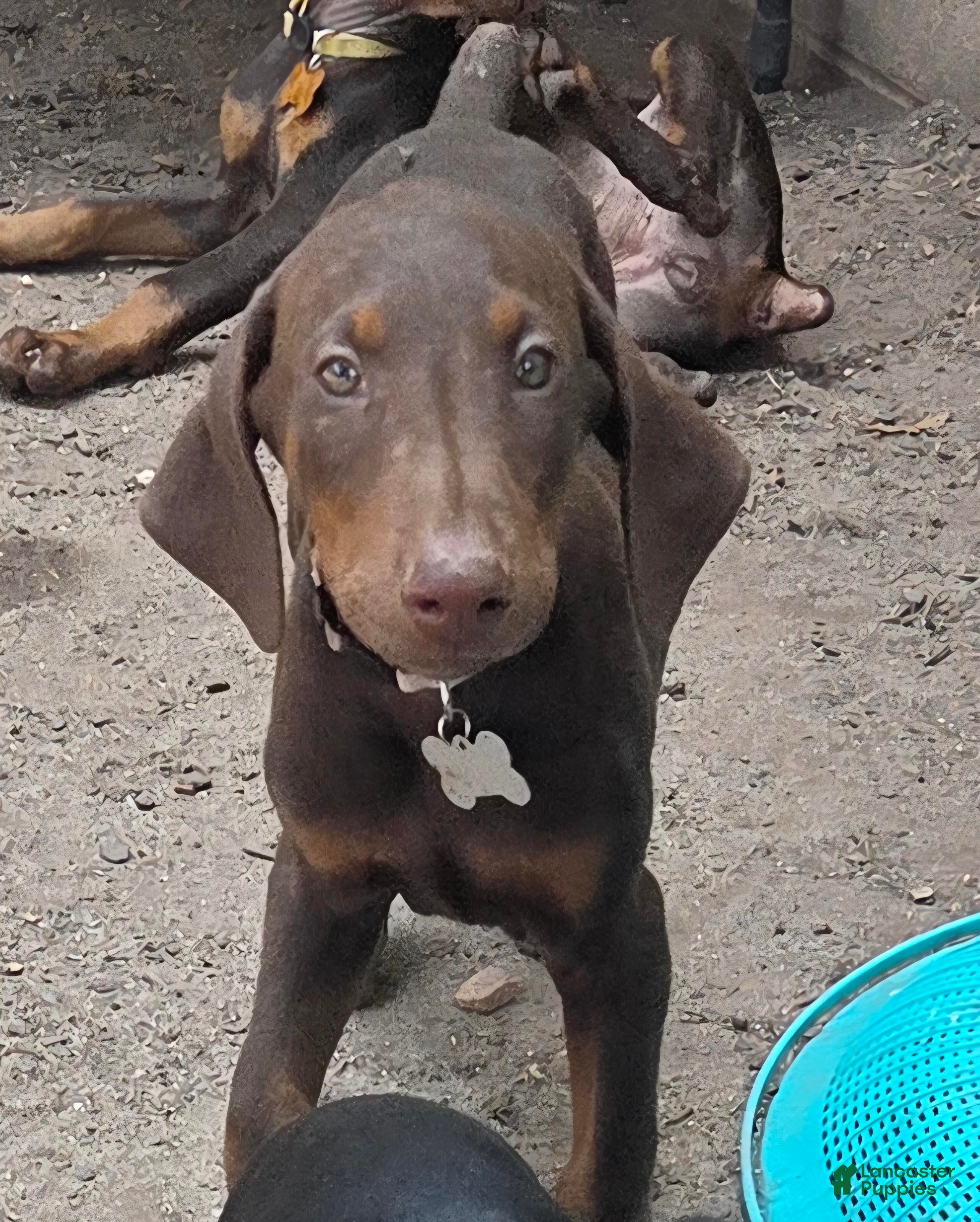 Doberman Pinscher dogs Bruno - Ad 1