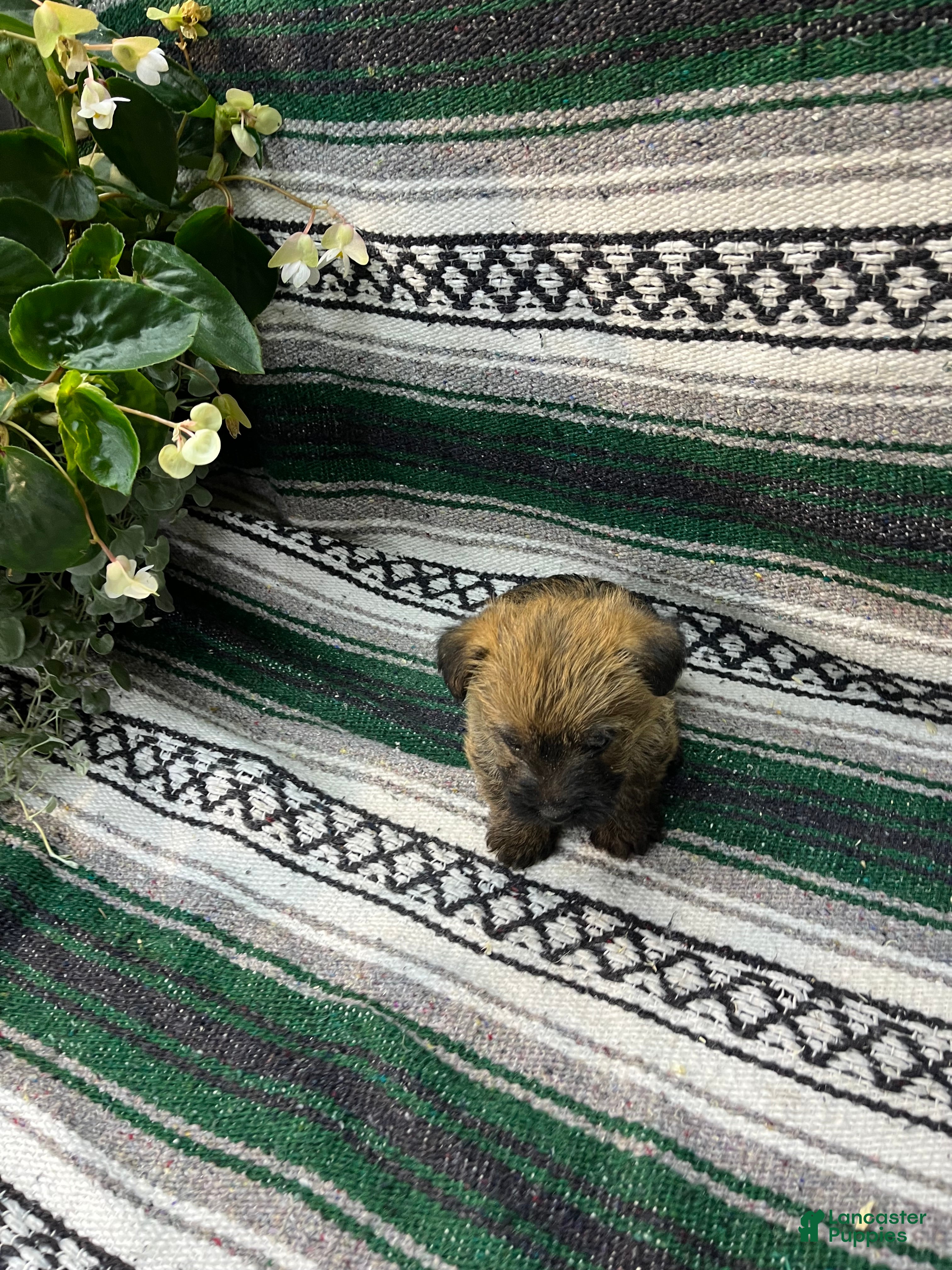 Cairn Terrier dogs Buster - Ad 2