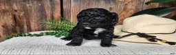 Mini Bernedoodle dogs for sale: Brock - Ad 3