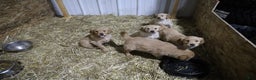 Golden Retriever dogs for sale: Golden Retriever Puppy 3 - Ad 5