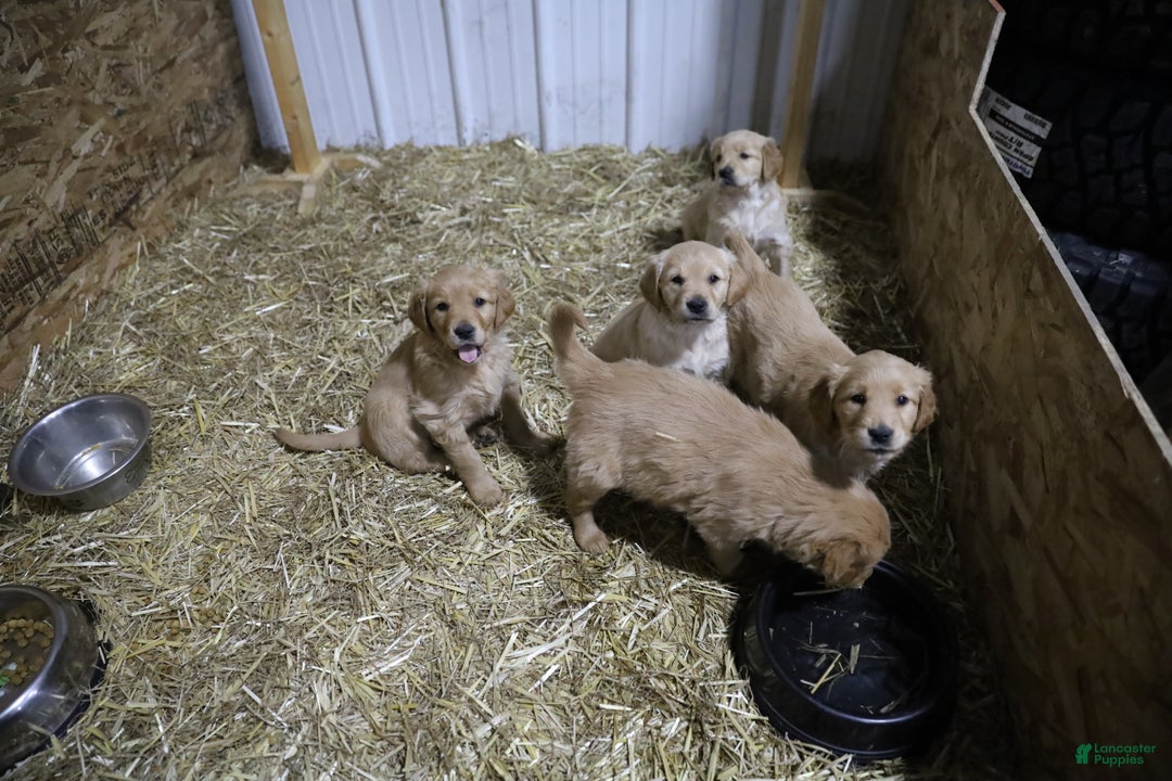 Golden Retriever dogs for sale: Golden Retriever Puppy 3 - Ad 5