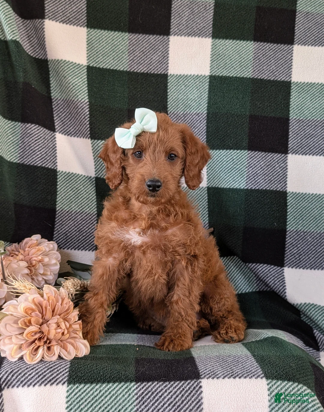 Miniature Labradoodle dogs for sale: Charlee Hypoallergenic - Ad 2