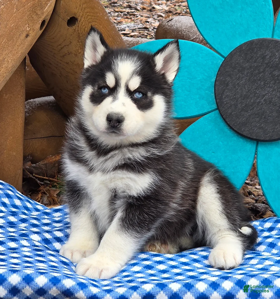 Siberian Husky dogs for sale: Tony - Ad 4