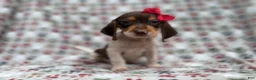 Beagle dogs for sale: Wynona - Ad 7