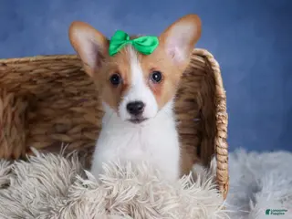 Welsh Corgi Pembroke dogs Larson - Ad 41