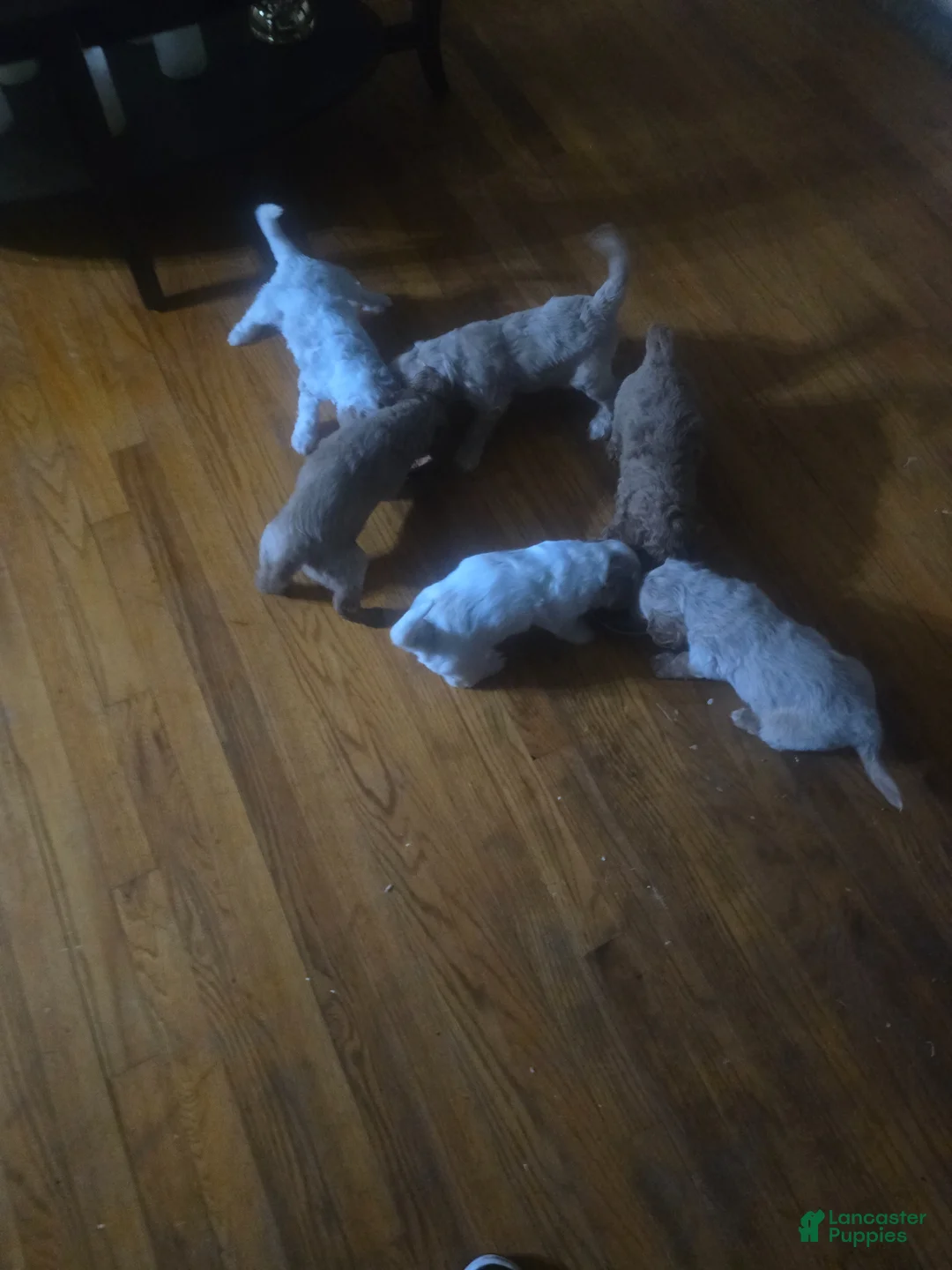 Mini Goldendoodle dogs for sale: Bella - Ad 1