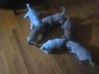 Mini Goldendoodle dogs Bella - Ad 1