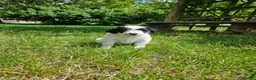 Bordoodle dogs for sale: Iris - Ad 8