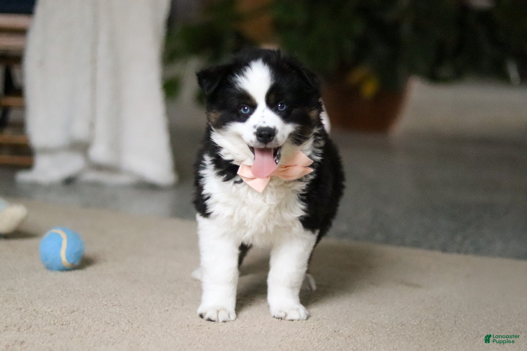 Miniature Australian Shepherd dogs Trixie - Ad 41