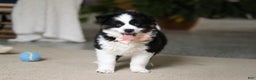 Miniature Australian Shepherd dogs for sale: Trixie - Ad 1