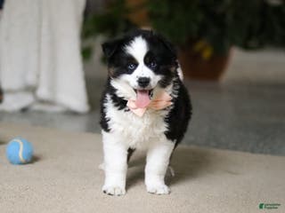 Miniature Australian Shepherd dogs Trixie - Ad 38