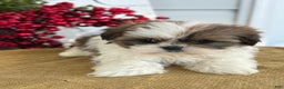 Shih Tzu dogs for sale: Poppy - Ad 10