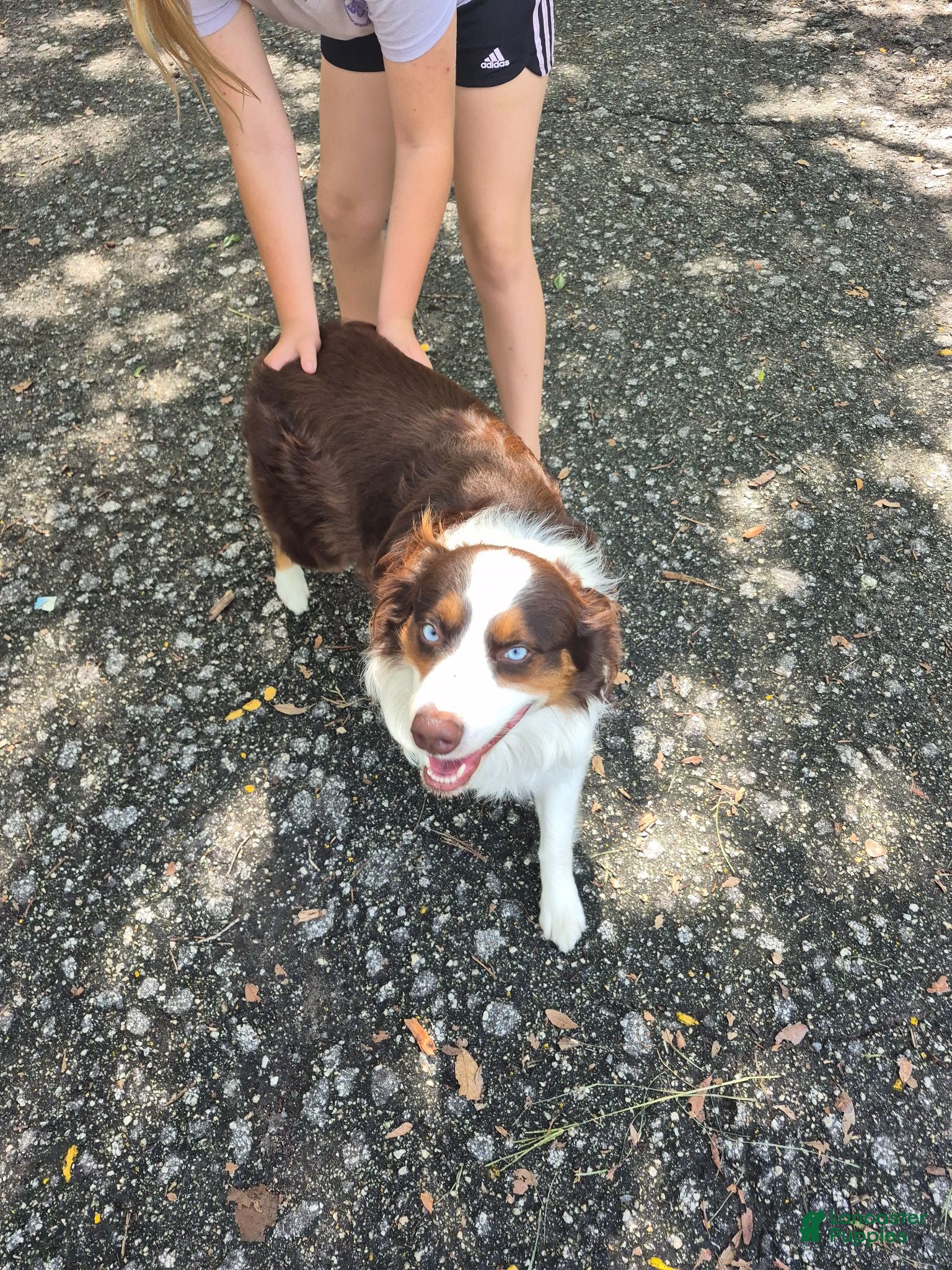 Mixed Breed dogs Mixed Breed 2 - Ad 1