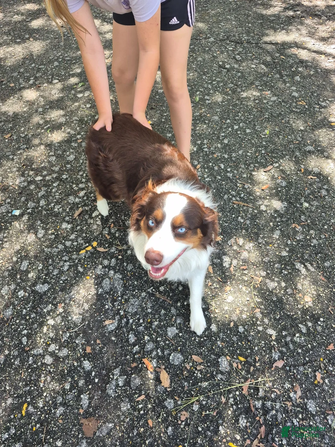 Mixed Breed dogs for sale: Mixed Breed 2 - Ad 1