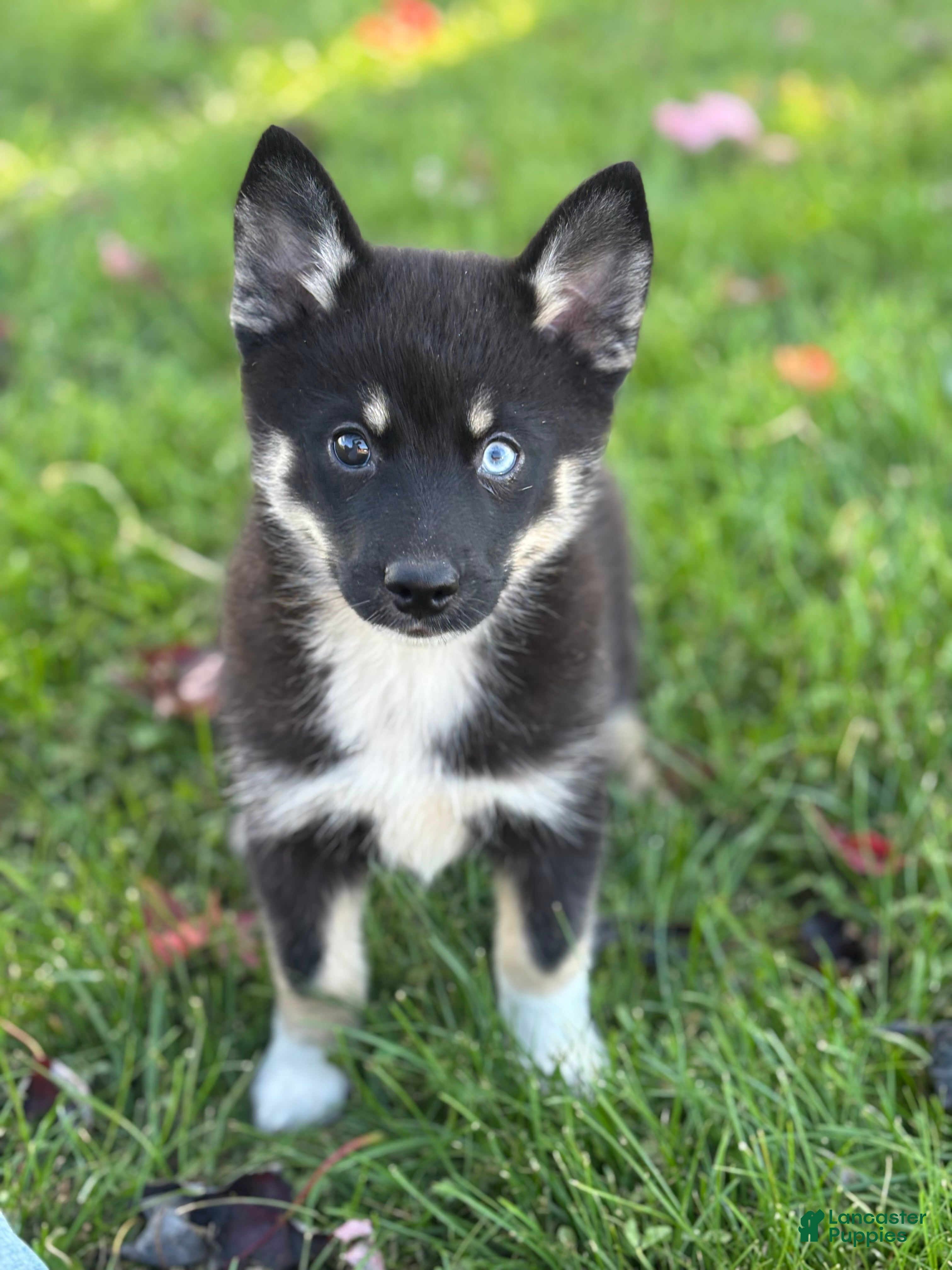 Pomsky dogs for sale: Ezra - Ad 1