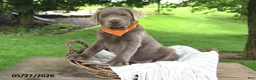 Labrador Retriever dogs for sale: Hans - Ad 3
