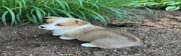 Welsh Corgi Pembroke dogs for sale: Larry - Ad 3