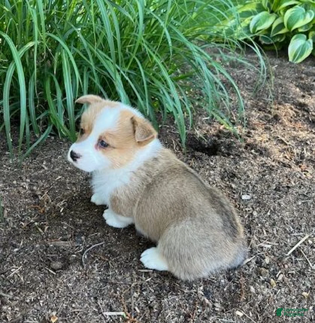 Welsh Corgi Pembroke dogs for sale: Larry - Ad 3