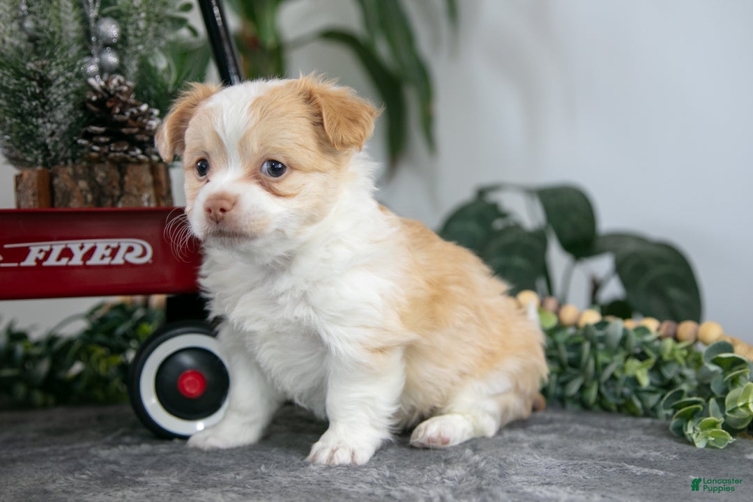 Chihuahua dogs for sale: Lenny - Ad 1