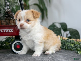 Chihuahua dogs Lenny - Ad 9