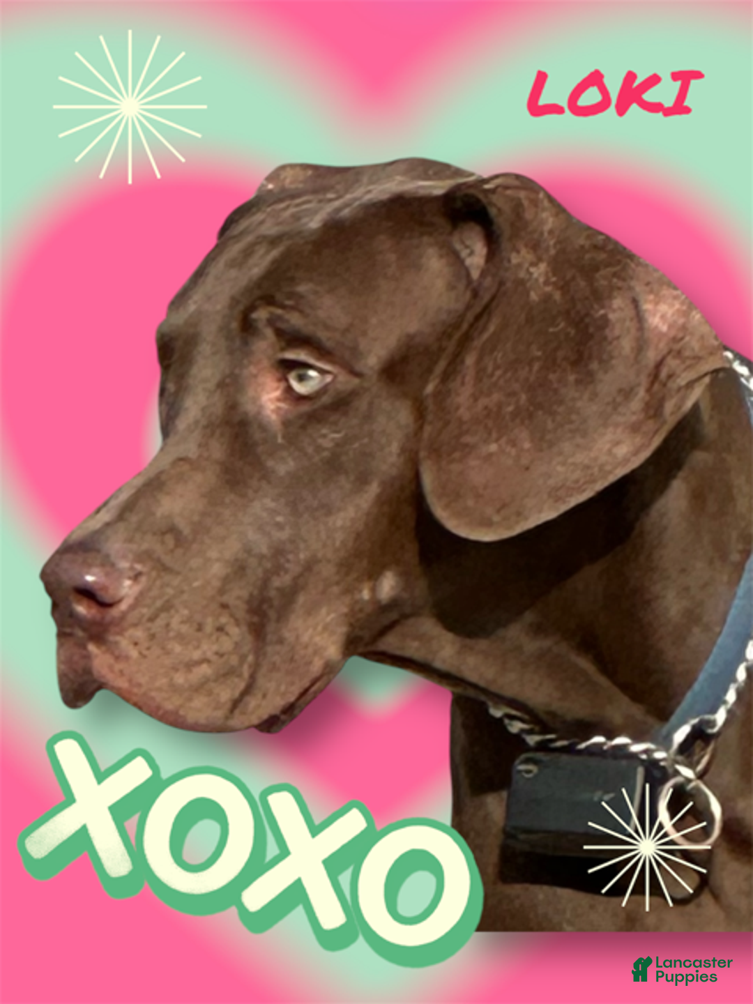 Great Dane dogs for sale: Tiffany - Black - Ad 3