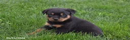 Rottweiler dogs for sale: Rambo - Ad 5