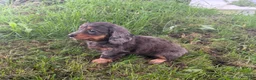 Miniature Dachshund dogs for sale: Stella - Ad 2