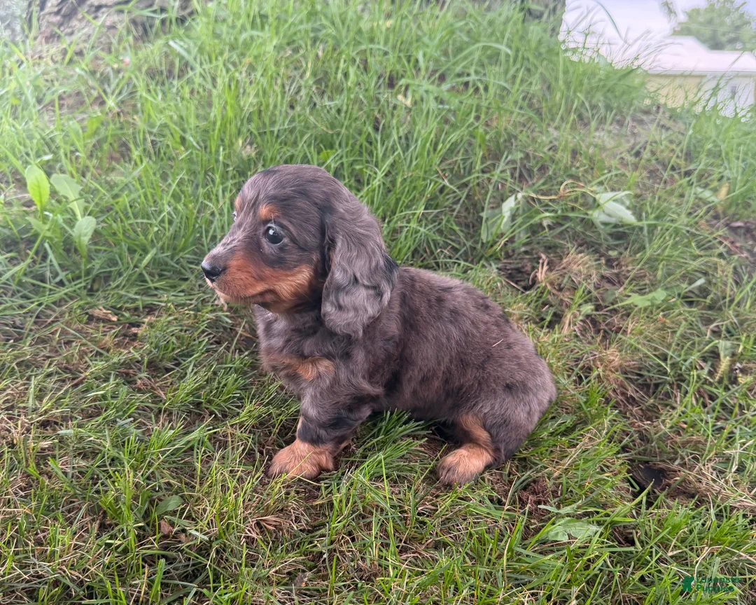 Miniature Dachshund dogs for sale: Stella - Ad 2